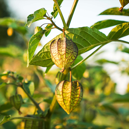 Physalis Angulata Extract