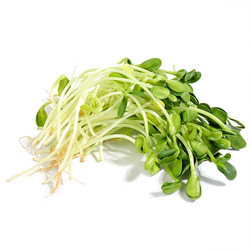 Sunflower Sprout Extract