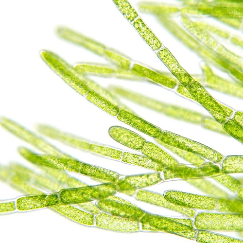 Algae Complex