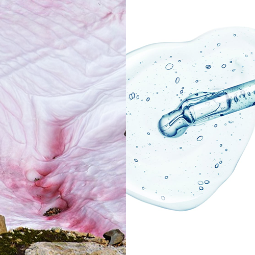 Hyaluronic Acid & Snow Algae