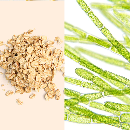 Oat Amino Acid + Algae Complex