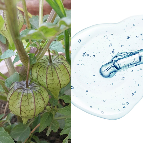 Physalis Angulata Extract + Niacinamide