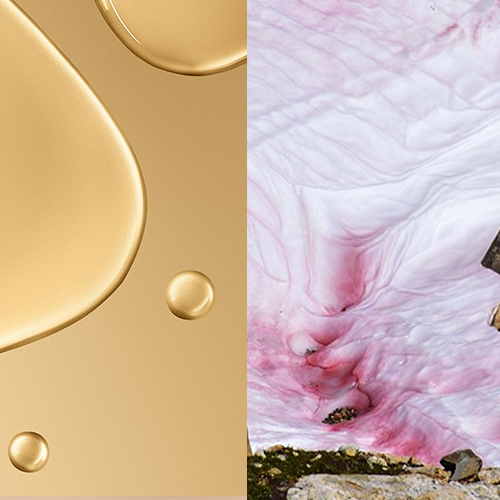 Snow Algae Powder + Borage Oil 